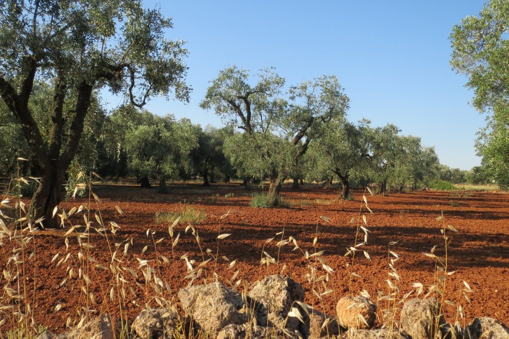 Olivenhain im Salento