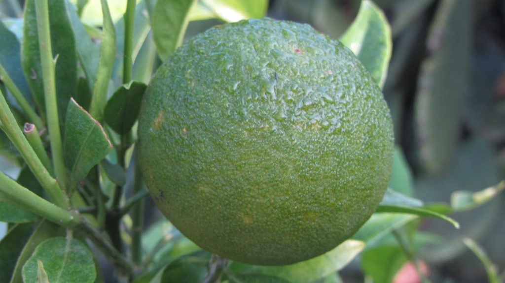 Limone in Apulien