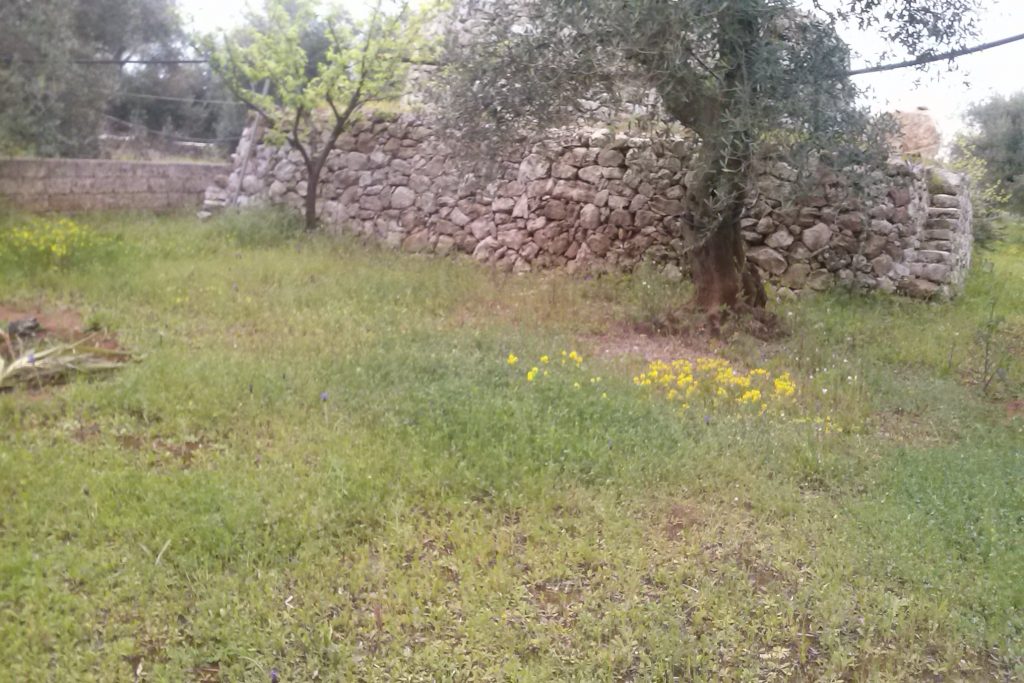 Olivenhain mit Pajara