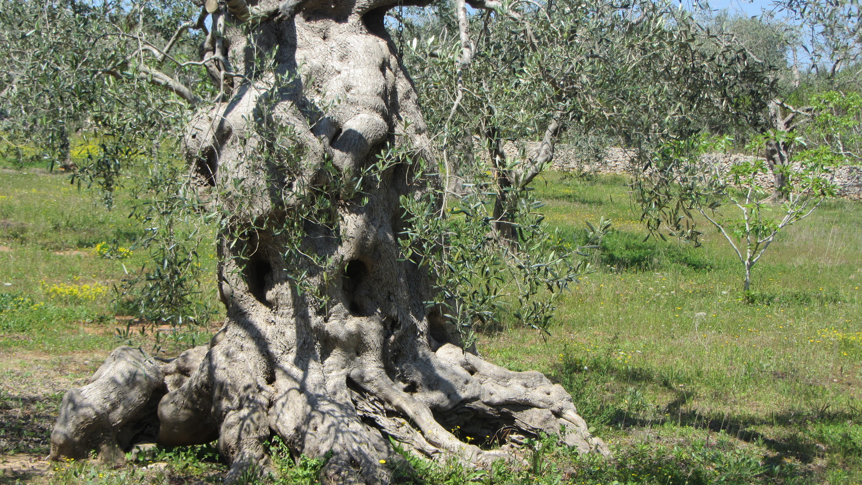 Kreative Langsamkeit im Olivenhain
