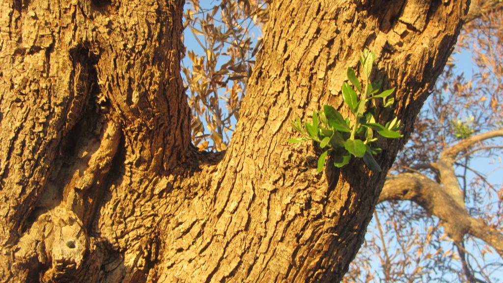 Olivenbaum bei Ugento