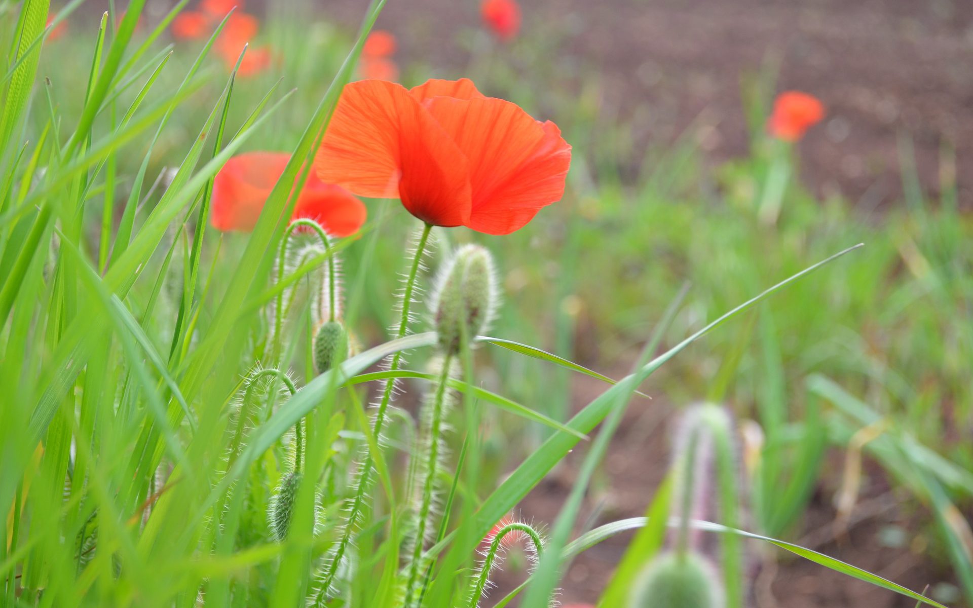 Mohn im Salento in Apulien